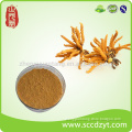 Stock Male sex products cordyceps sinensis extract granules